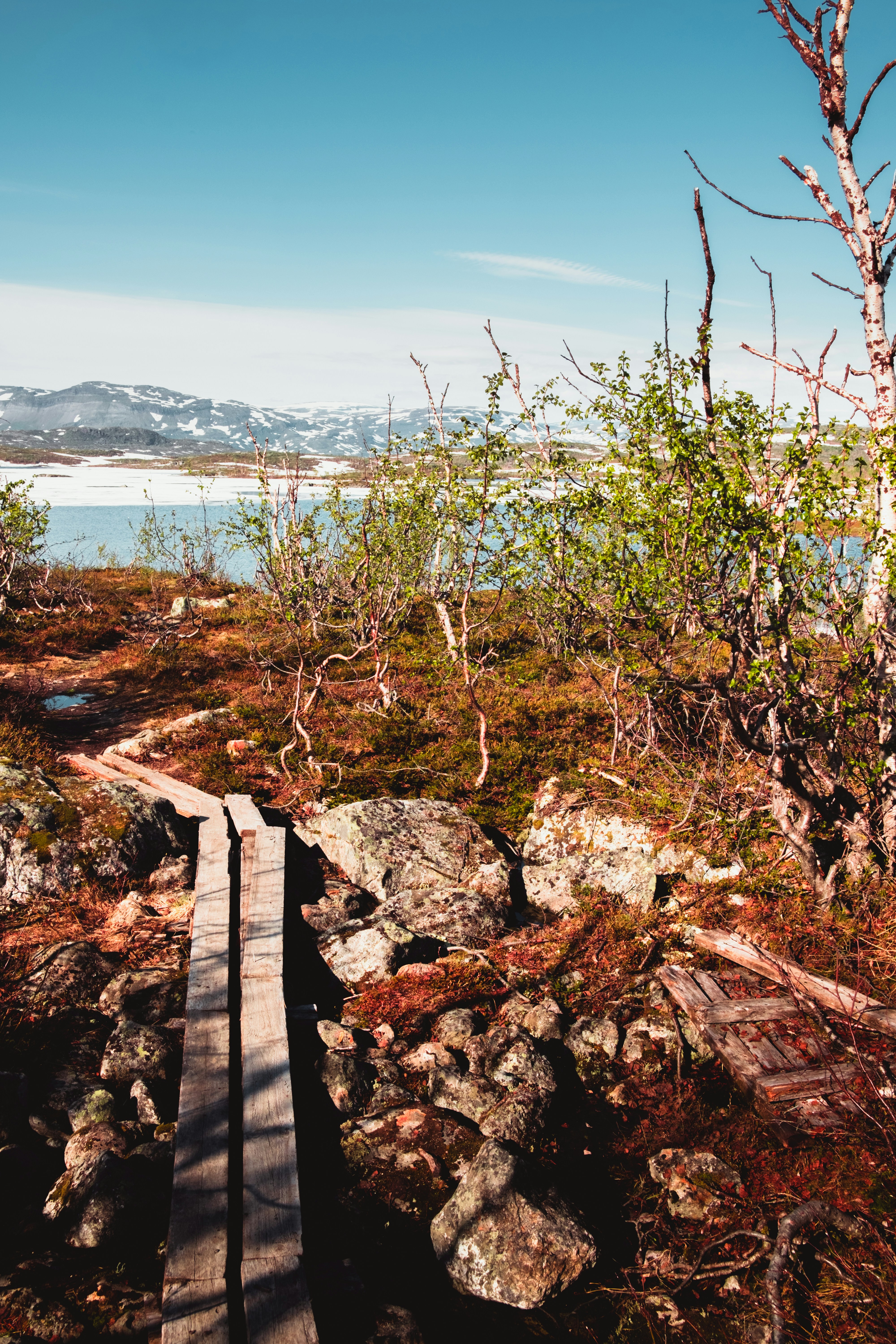 brown wooden dock on body of water during daytime