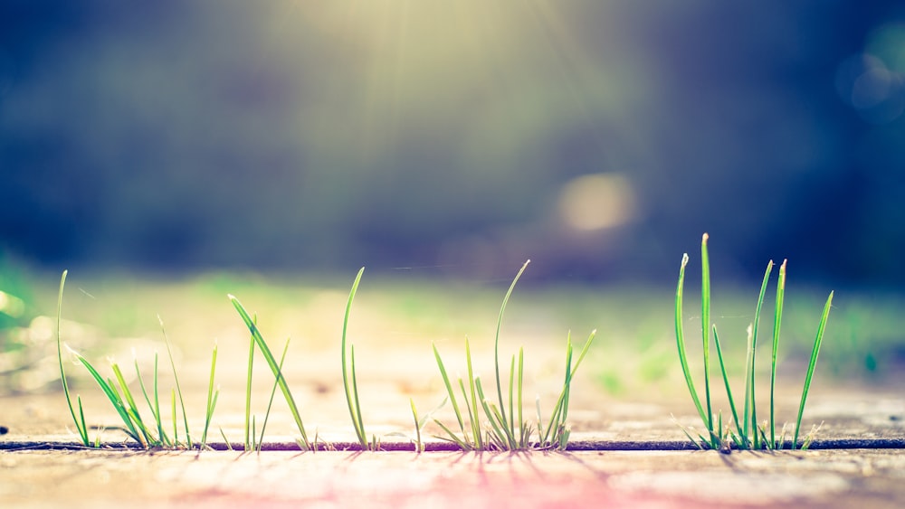 green grass on brown soil