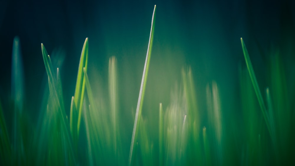 green grass in dark room