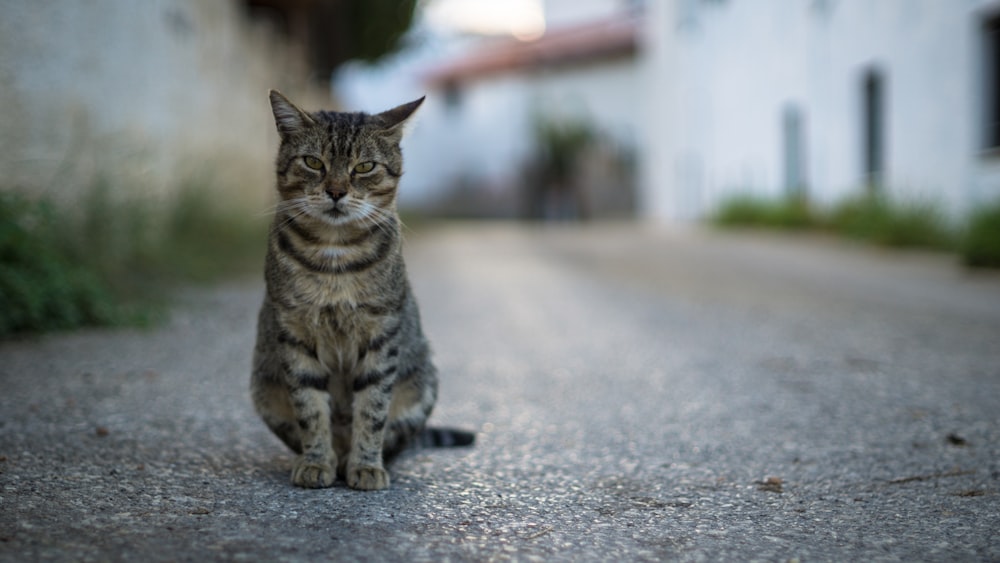 brown tabby cat on gray concrete floor