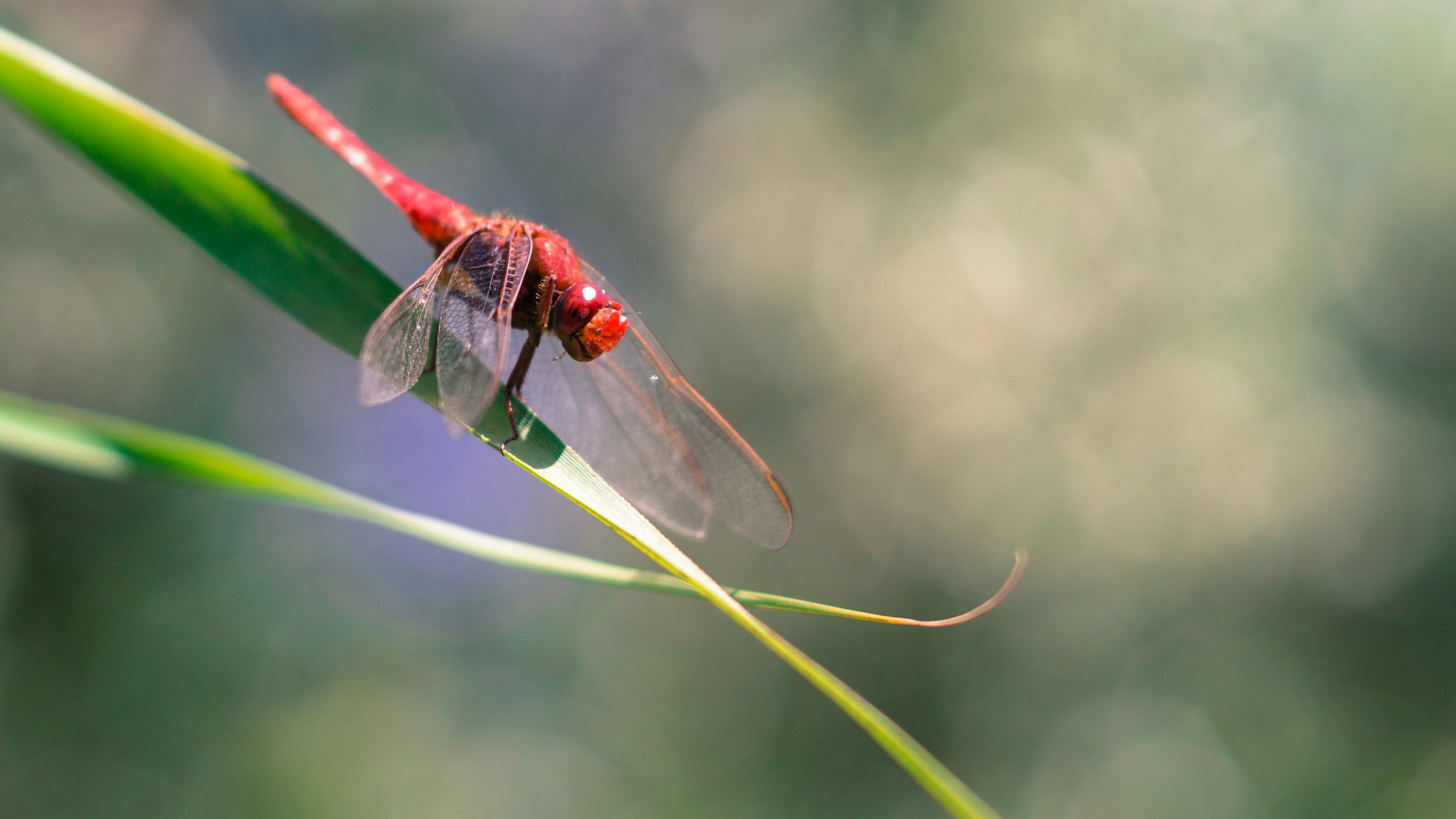 Photo by litschigraphie