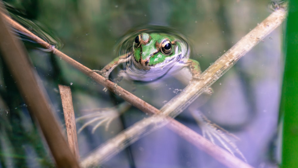 green frog on body of water