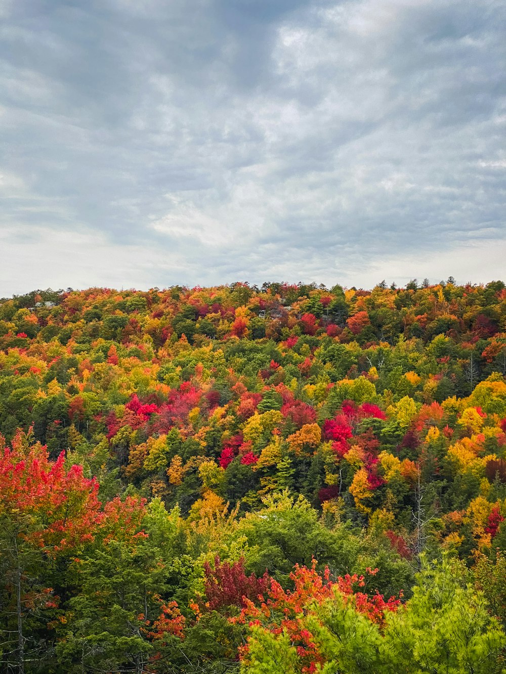 red yellow and green trees under white clouds during daytime