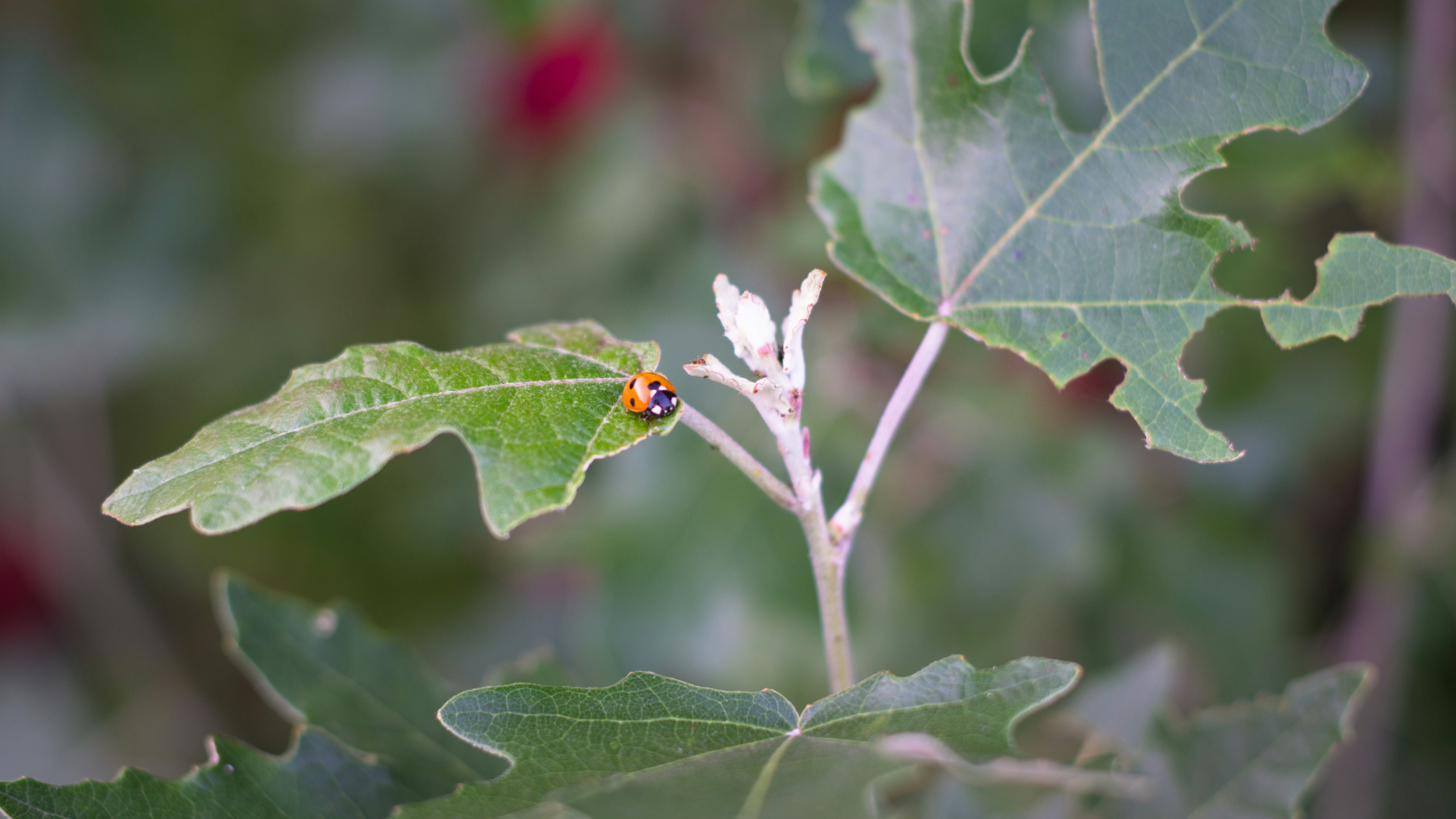 Photo by litschigraphie