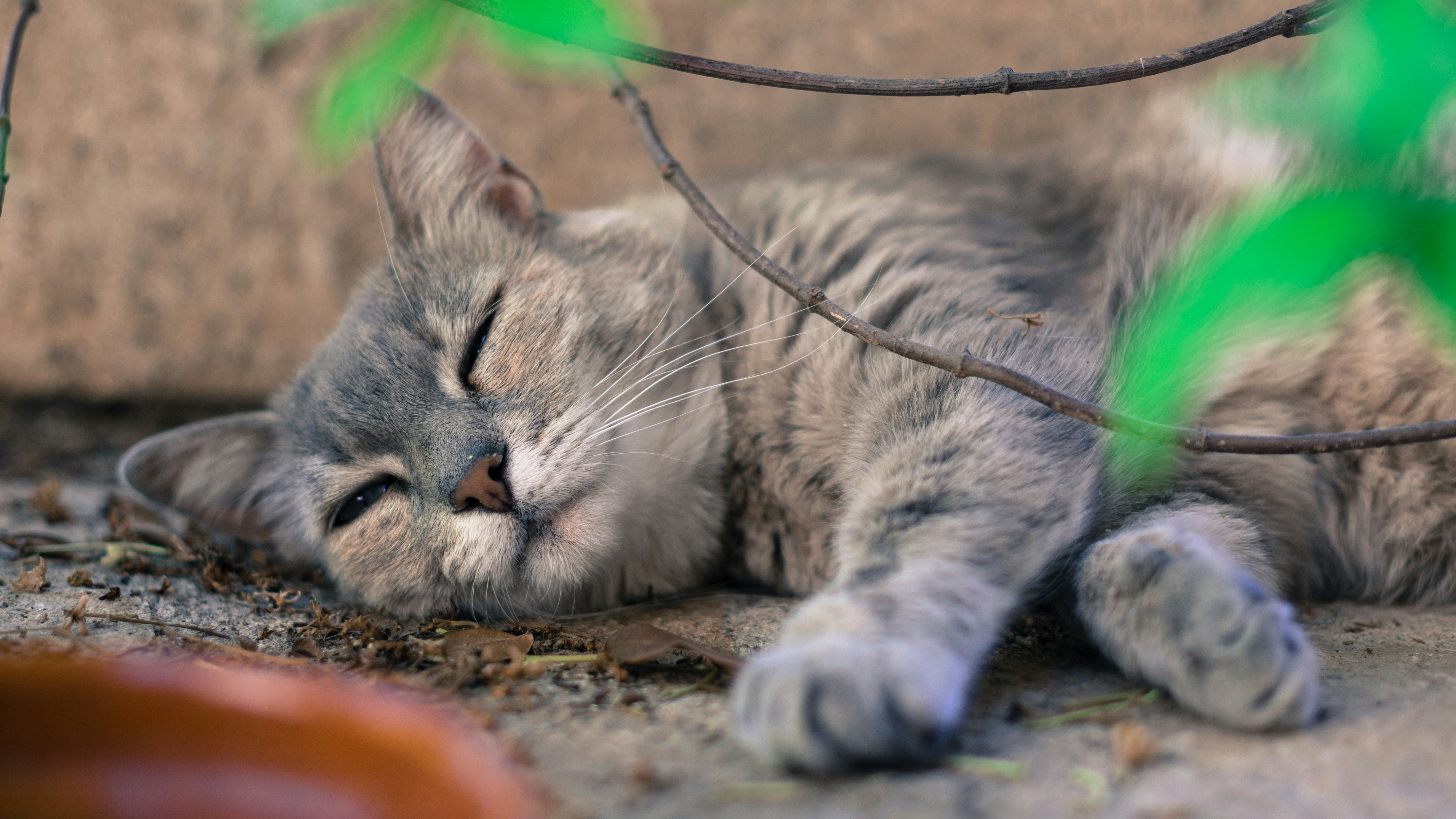 Photo by litschigraphie