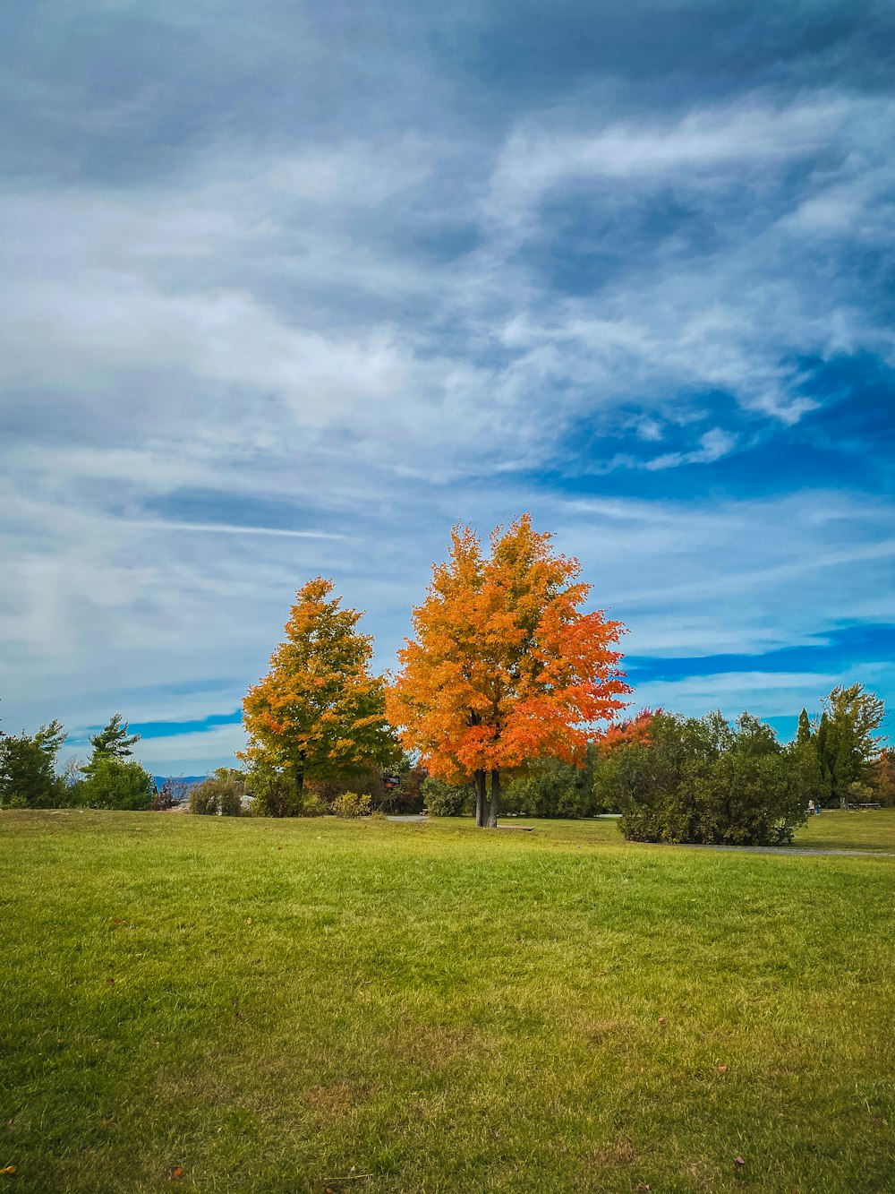 green and brown trees on green grass field under blue sky and white clouds during daytime