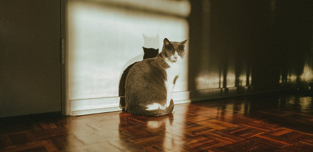 gray and white cat on brown wooden floor