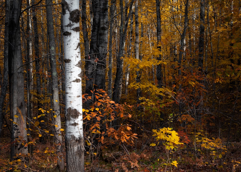 brown and green trees during daytime