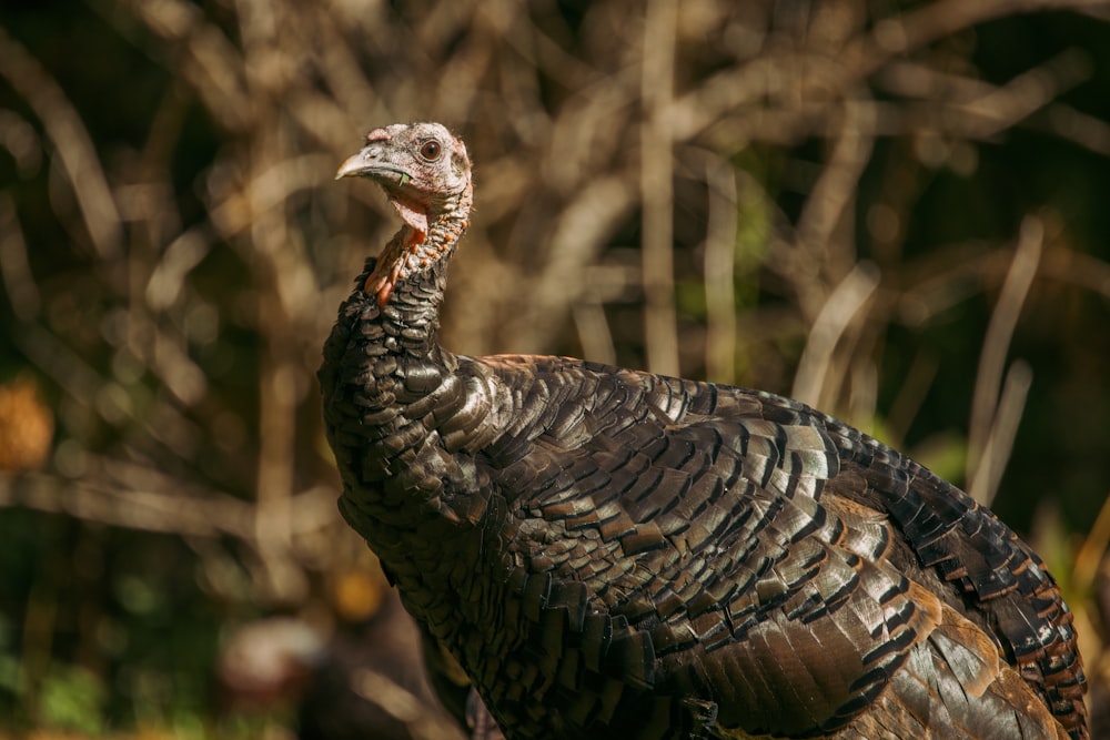 black turkey in close up photography
