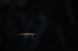 A dragonfly with delicate, transparent wings is captured in flight against a dark, blurred background. The insect's body displays a vivid mix of orange and yellow hues, with prominent eyes that add a striking detail in the image.