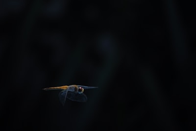 A dragonfly with delicate, transparent wings is captured in flight against a dark, blurred background. The insect's body displays a vivid mix of orange and yellow hues, with prominent eyes that add a striking detail in the image.