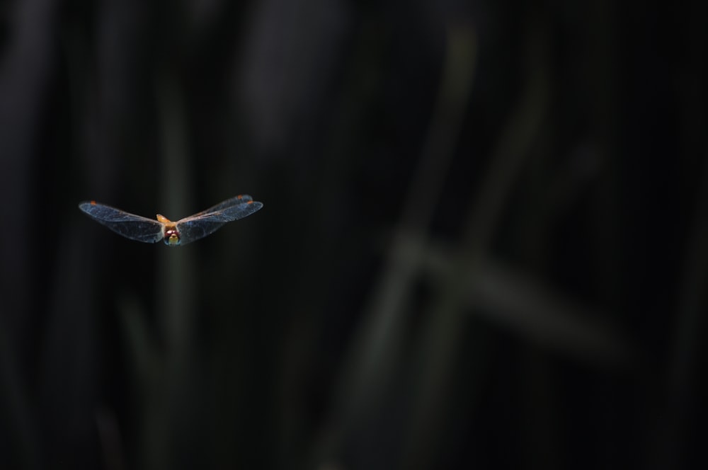 blue and brown insect on brown stick