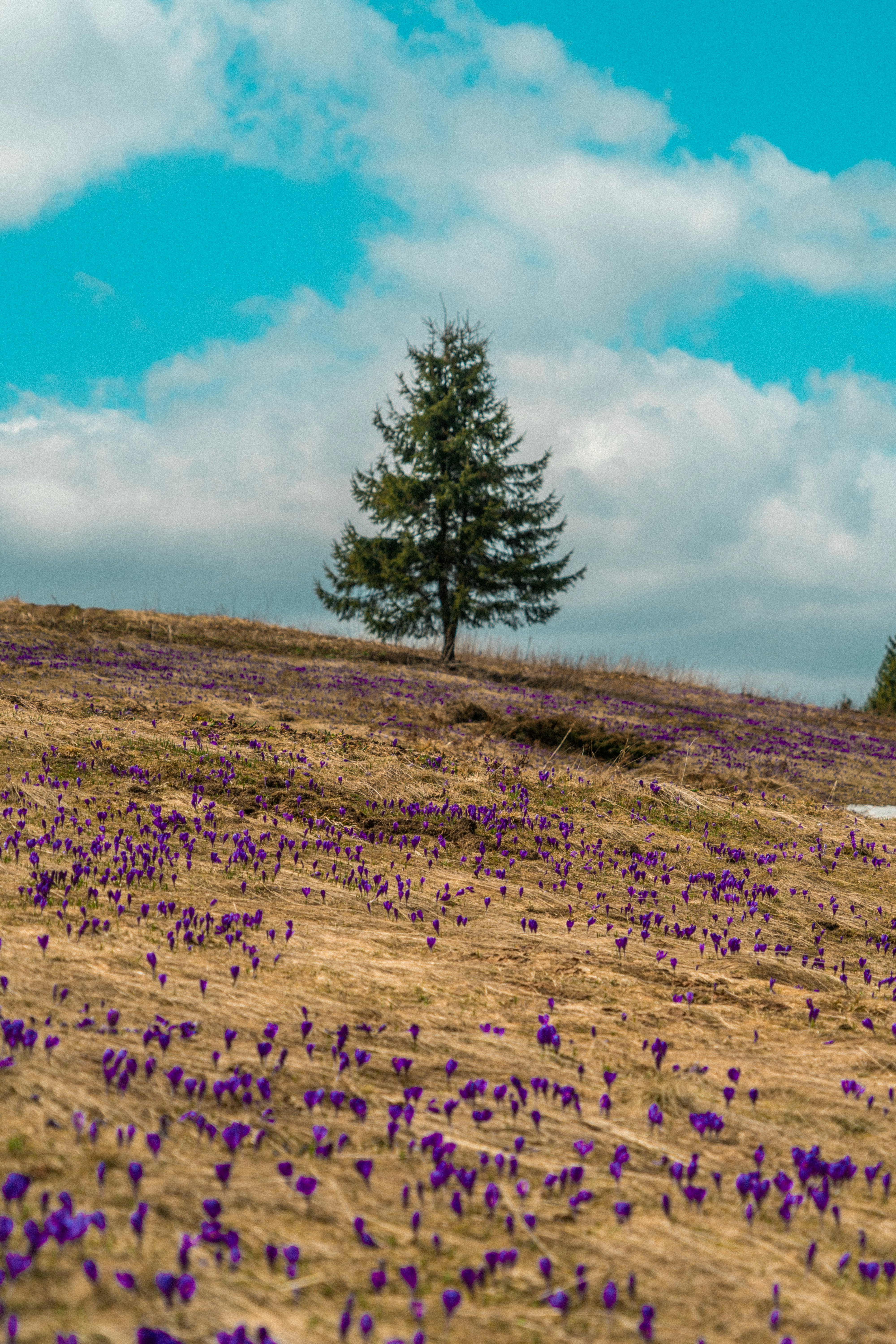 green pine tree on brown field under blue sky during daytime