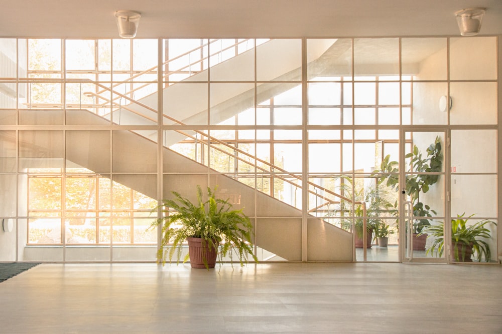 plante en pot verte sur parquet brun