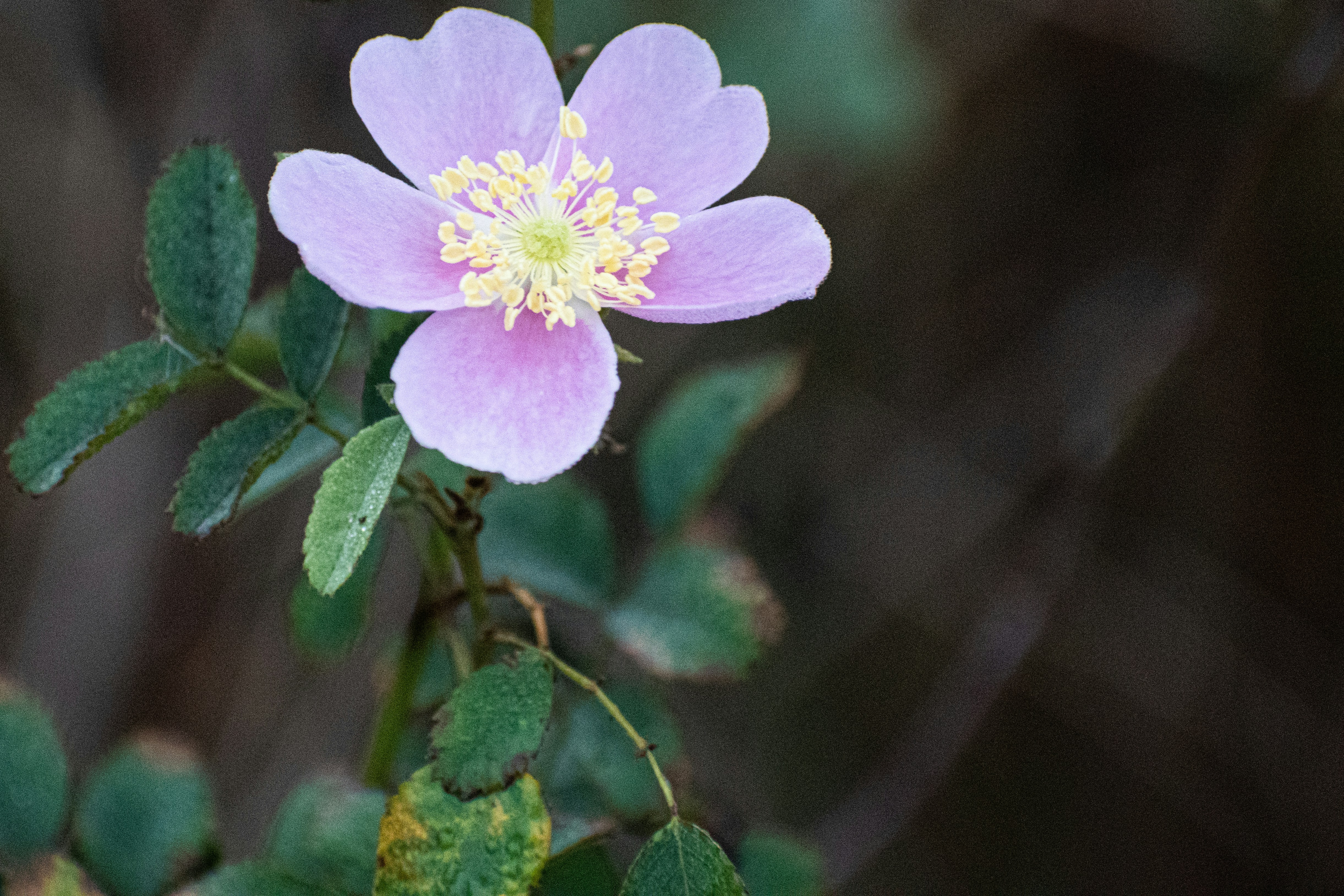 Photo by elisastonephotography