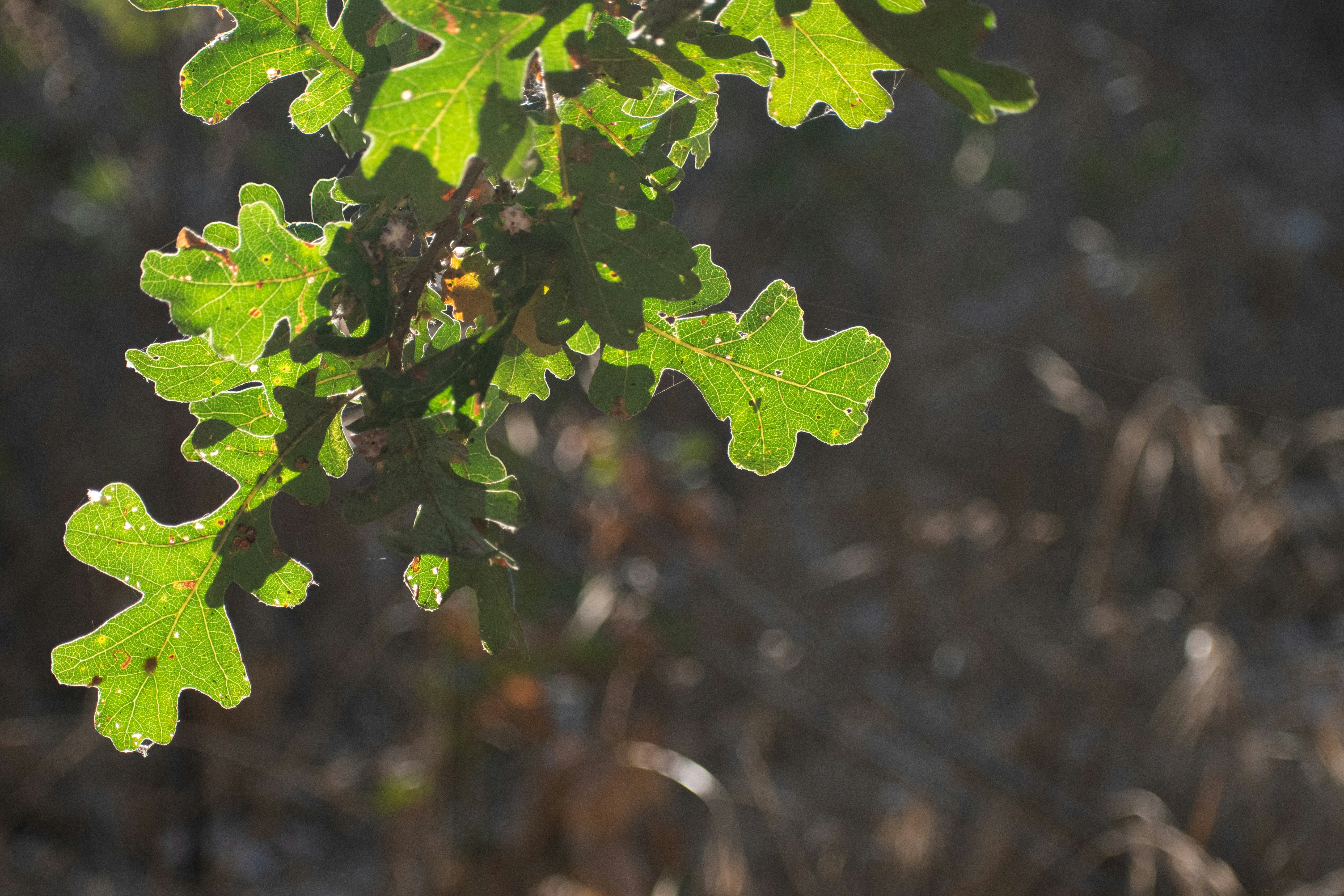 Photo by elisastonephotography