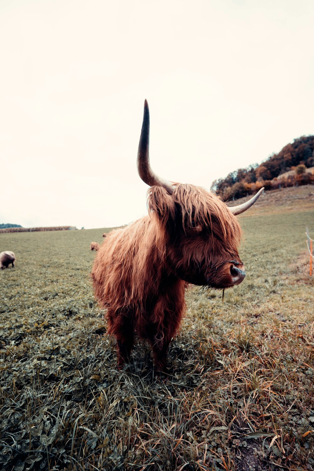 brown yak on green grass field under white cloudy sky during daytime