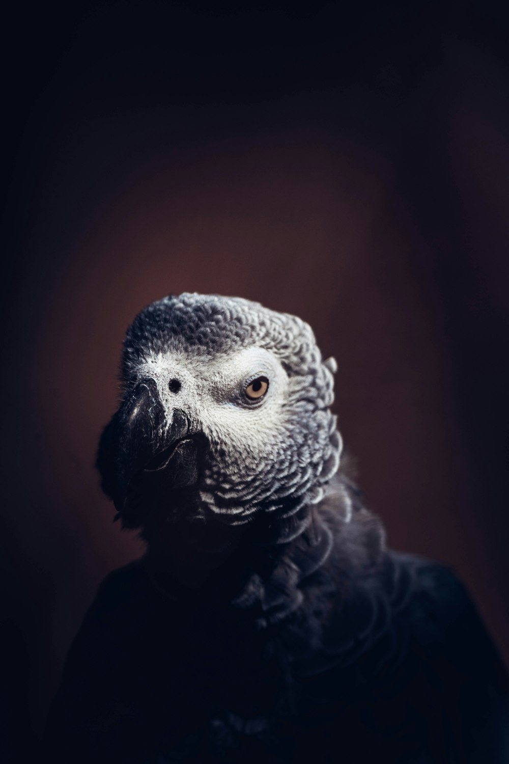 black and white bird in close up photography