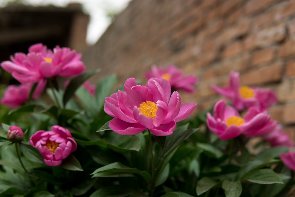 pink flowers in tilt shift lens