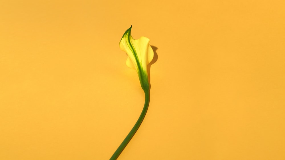 white and green flower bud