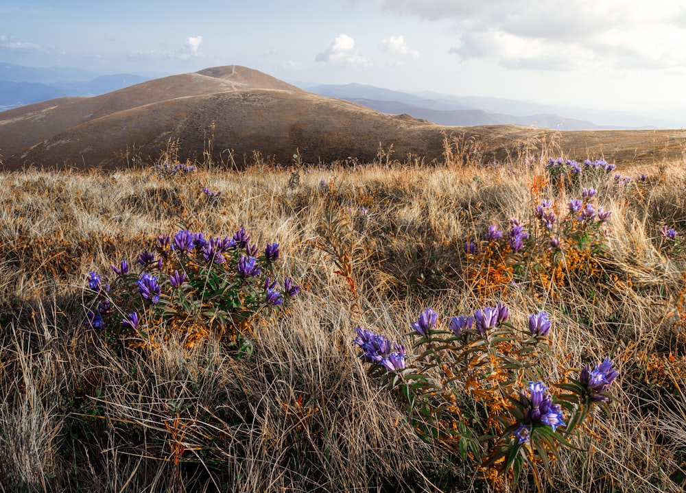 purple flower field near mountain during daytime