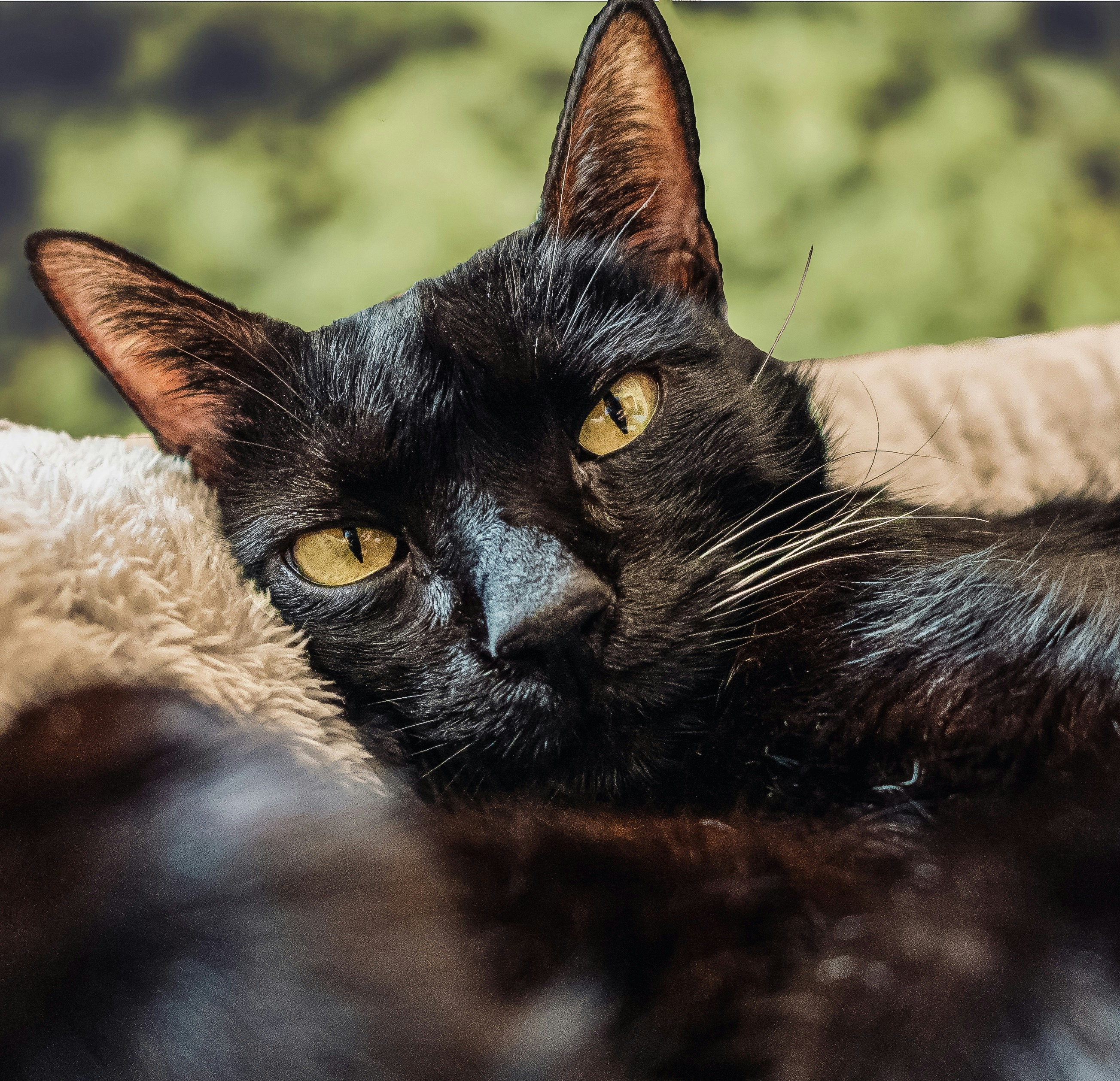 Photo by alexandrecpaulo