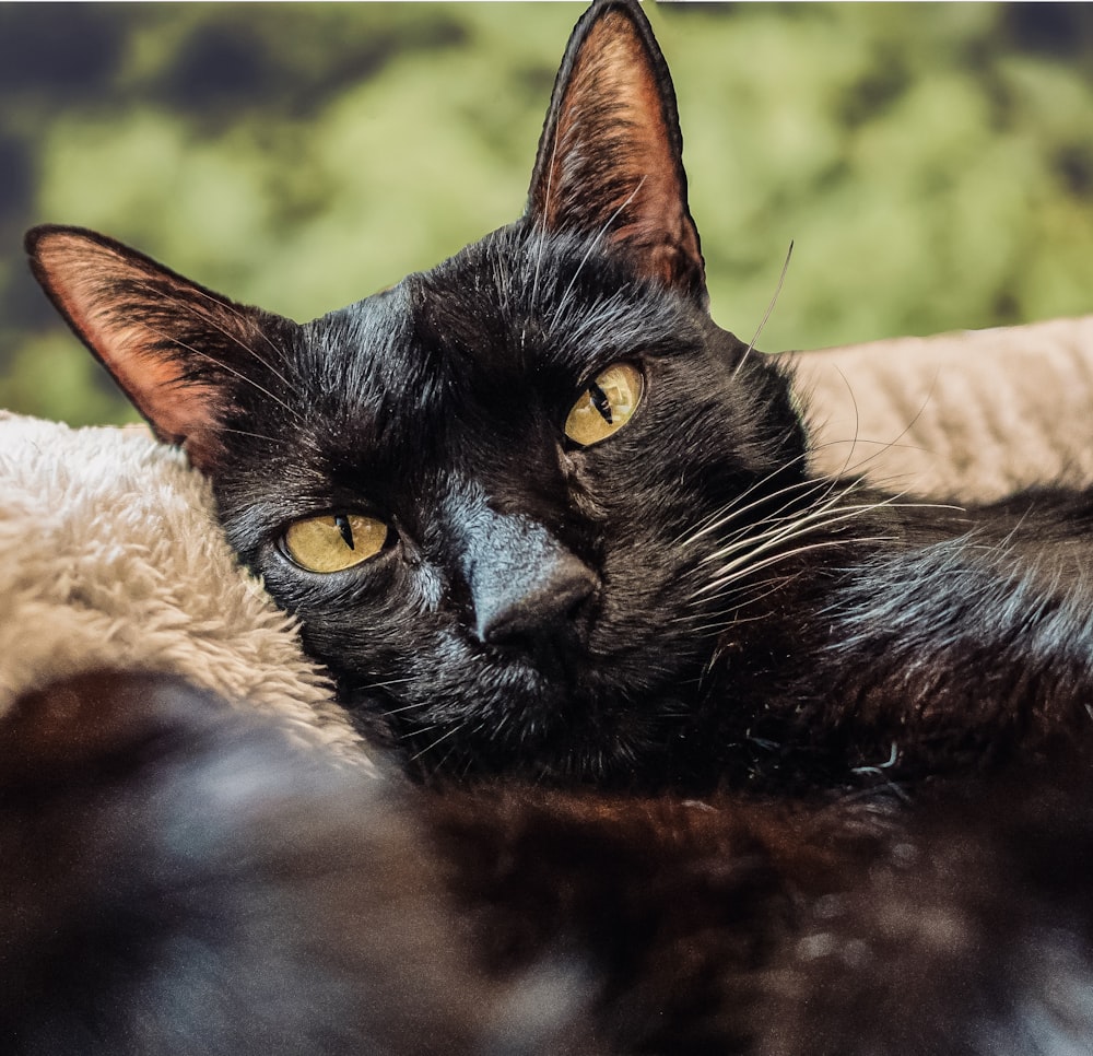 black cat lying on white fur textile