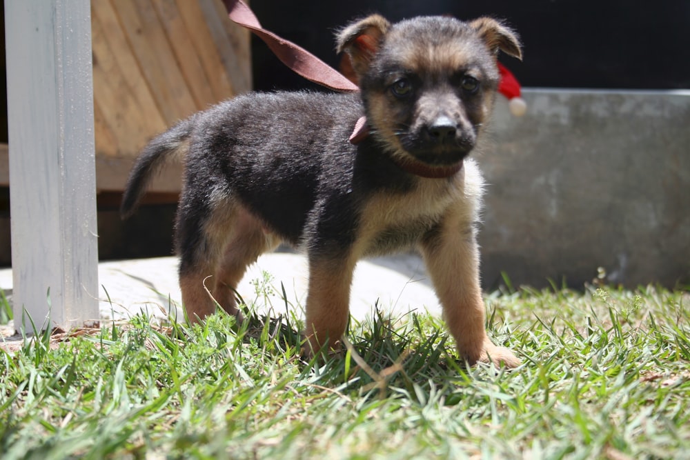 black and tan short coat medium sized dog on green grass during daytime