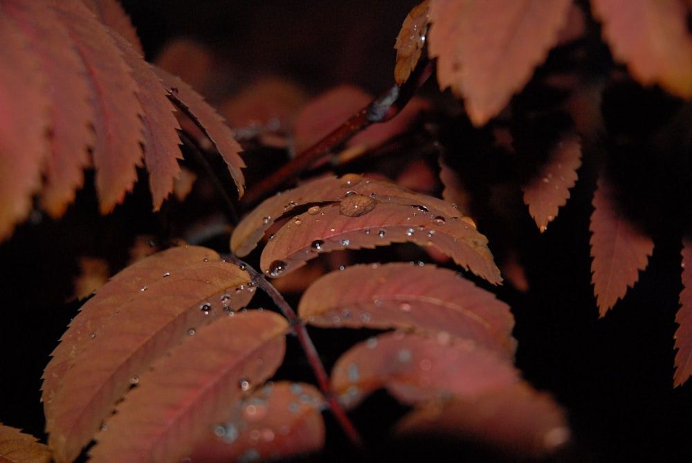 brown leaves with water droplets