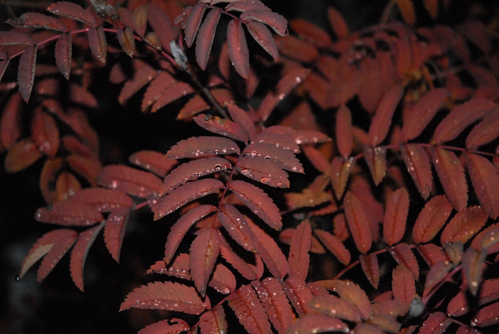 red and green leaf plant