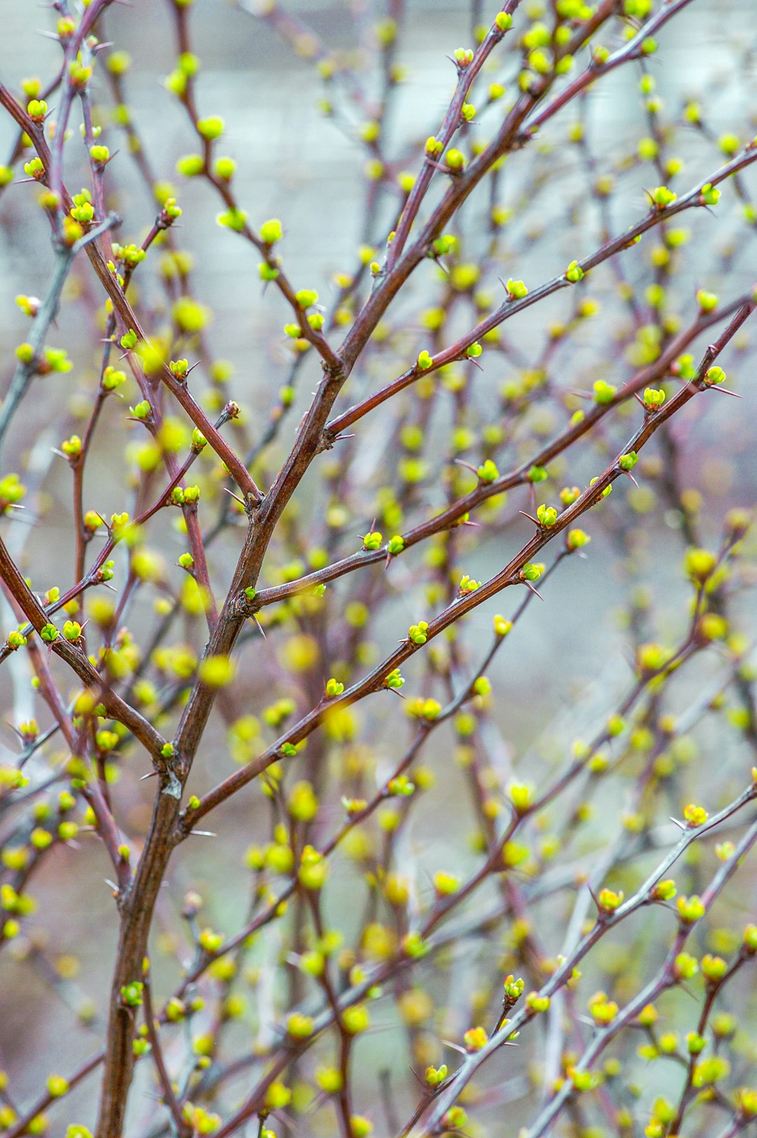 green and brown plant stem