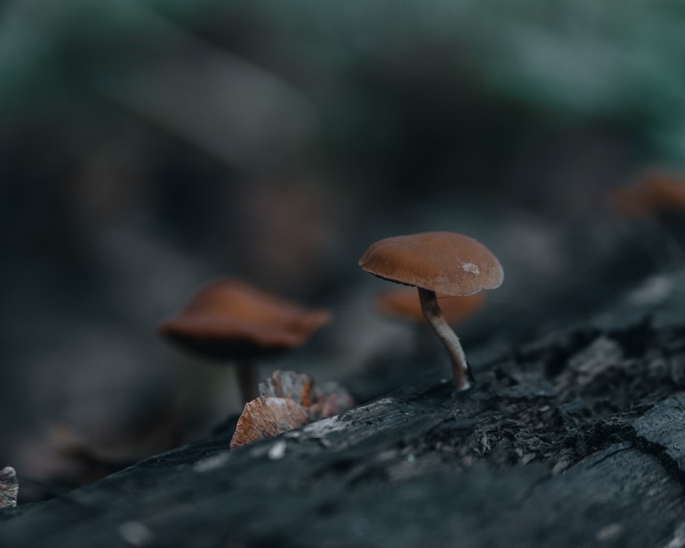 brown mushroom on black rock
