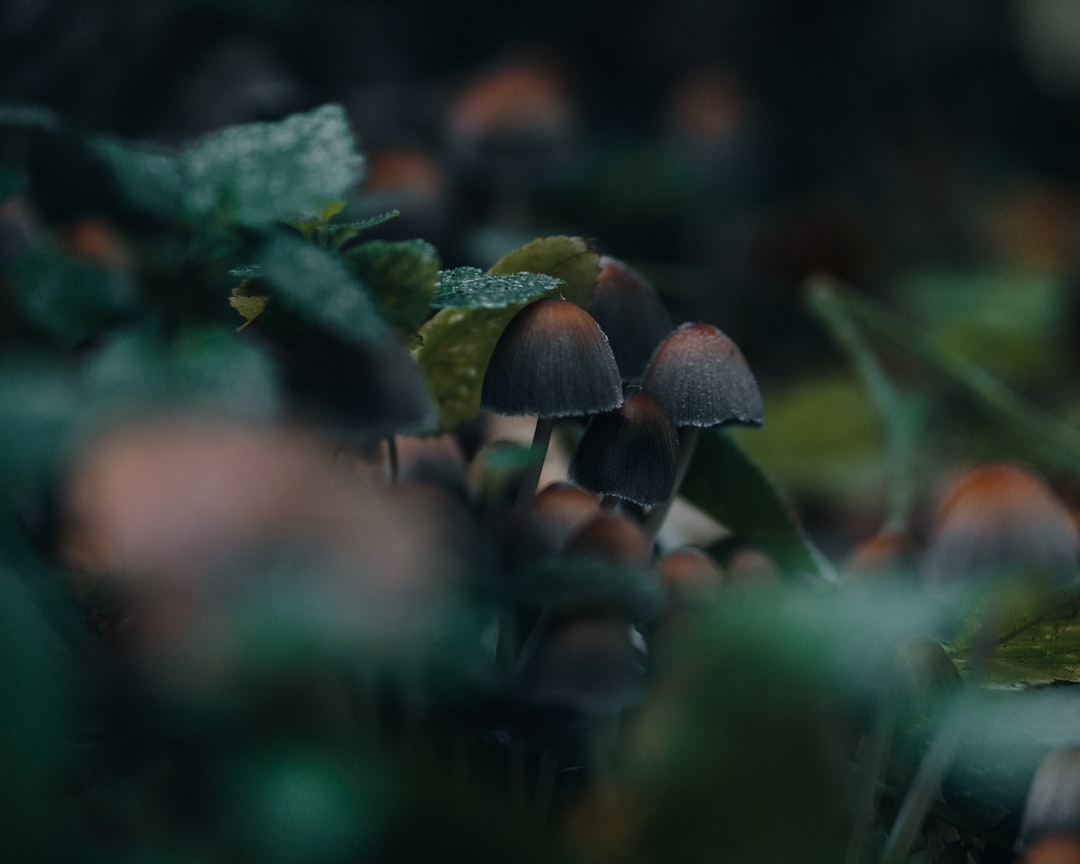 brown mushroom in tilt shift lens