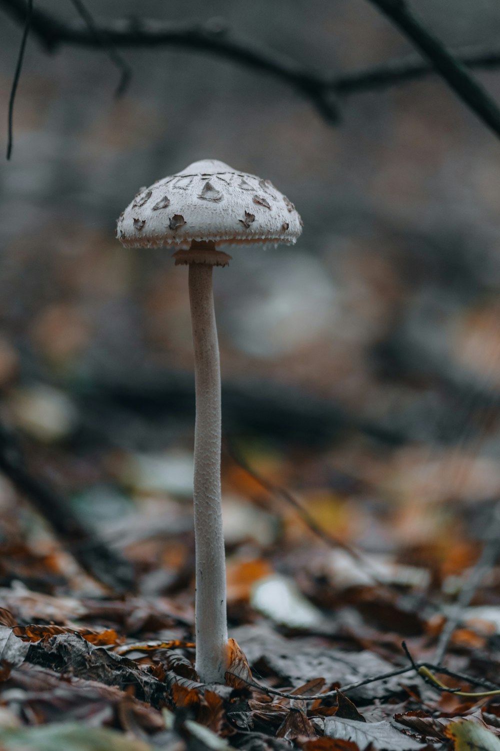 white and brown mushroom in tilt shift lens