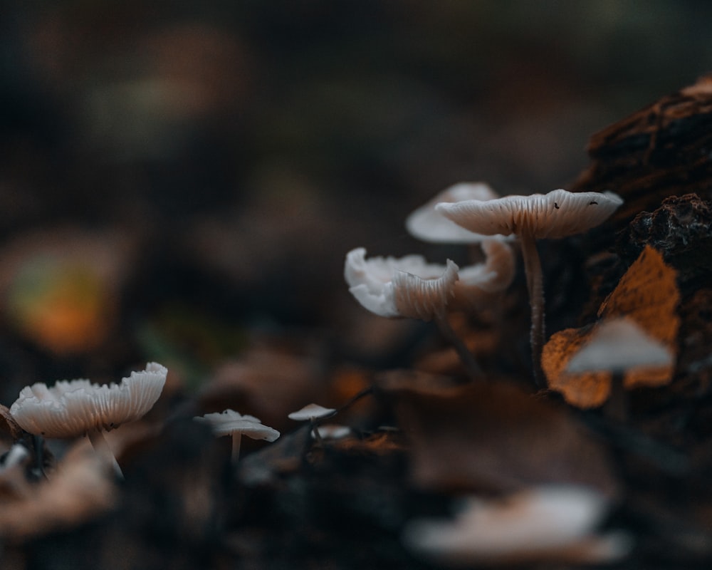 white mushroom in tilt shift lens