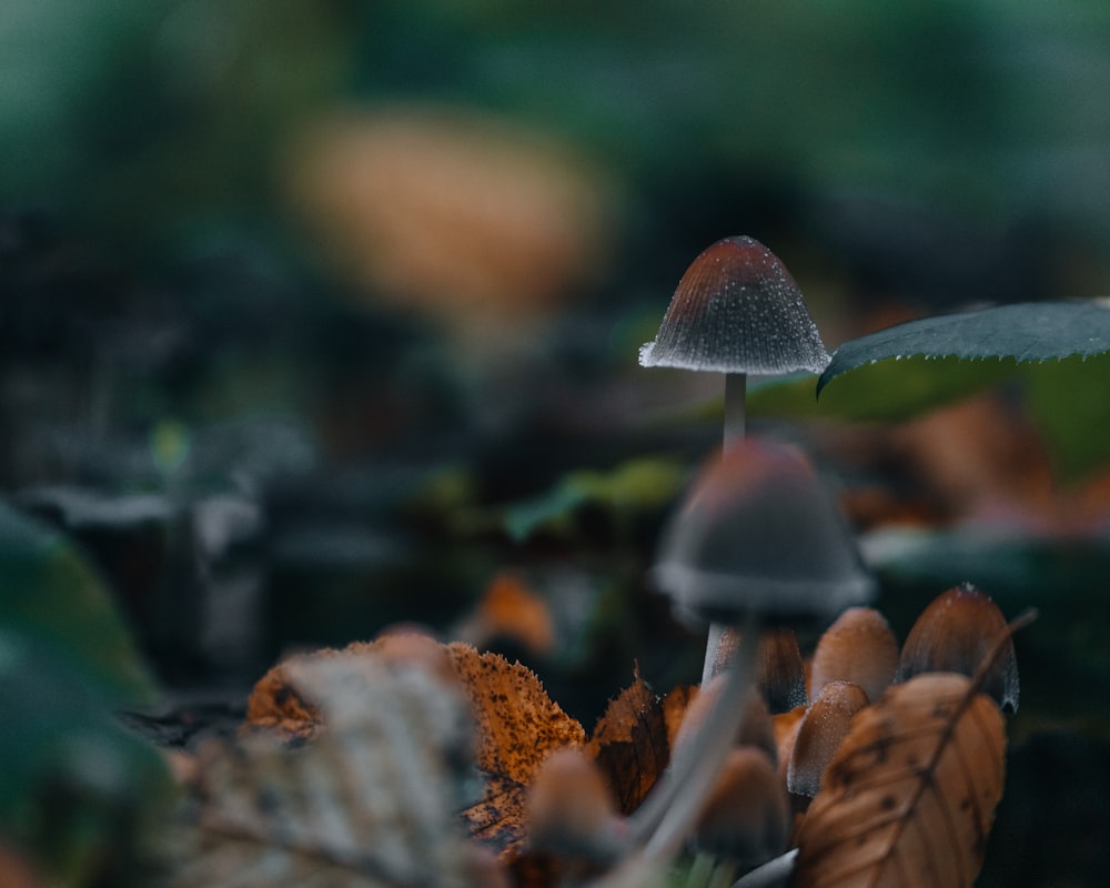 brown and white mushroom in tilt shift lens