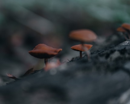Small mushrooms with brown caps grow on a log in a dimly lit forest setting. The background is blurred, highlighting the mushrooms in the foreground.
