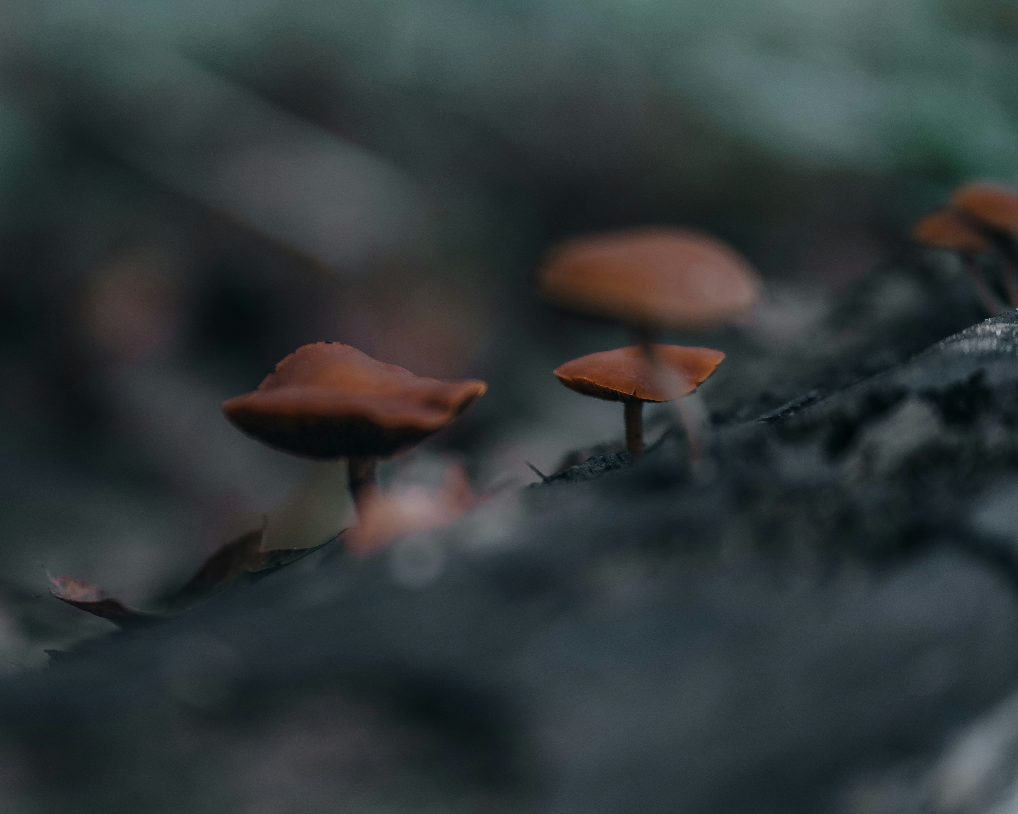 Mushrooms in the wood