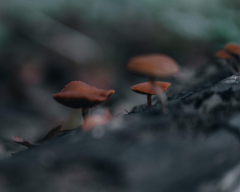 brown mushroom on gray soil