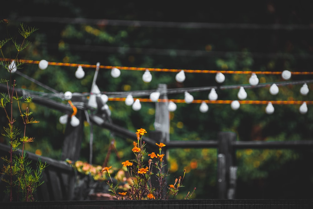 yellow flowers in tilt shift lens