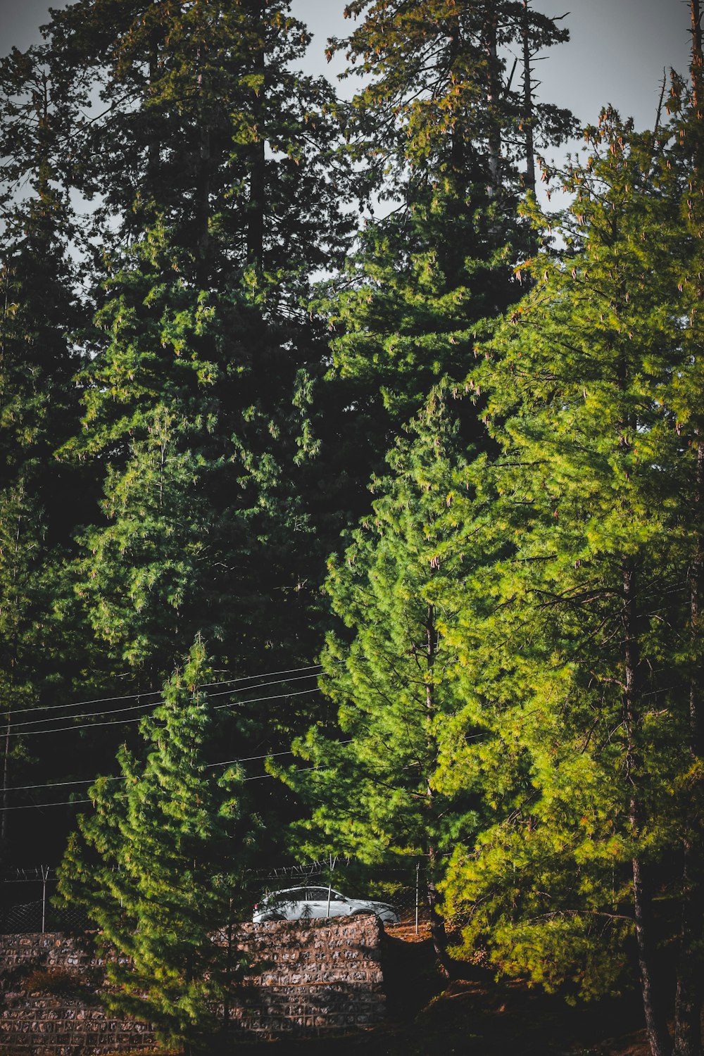 alberi verdi vicino alla recinzione di metallo grigio durante il giorno