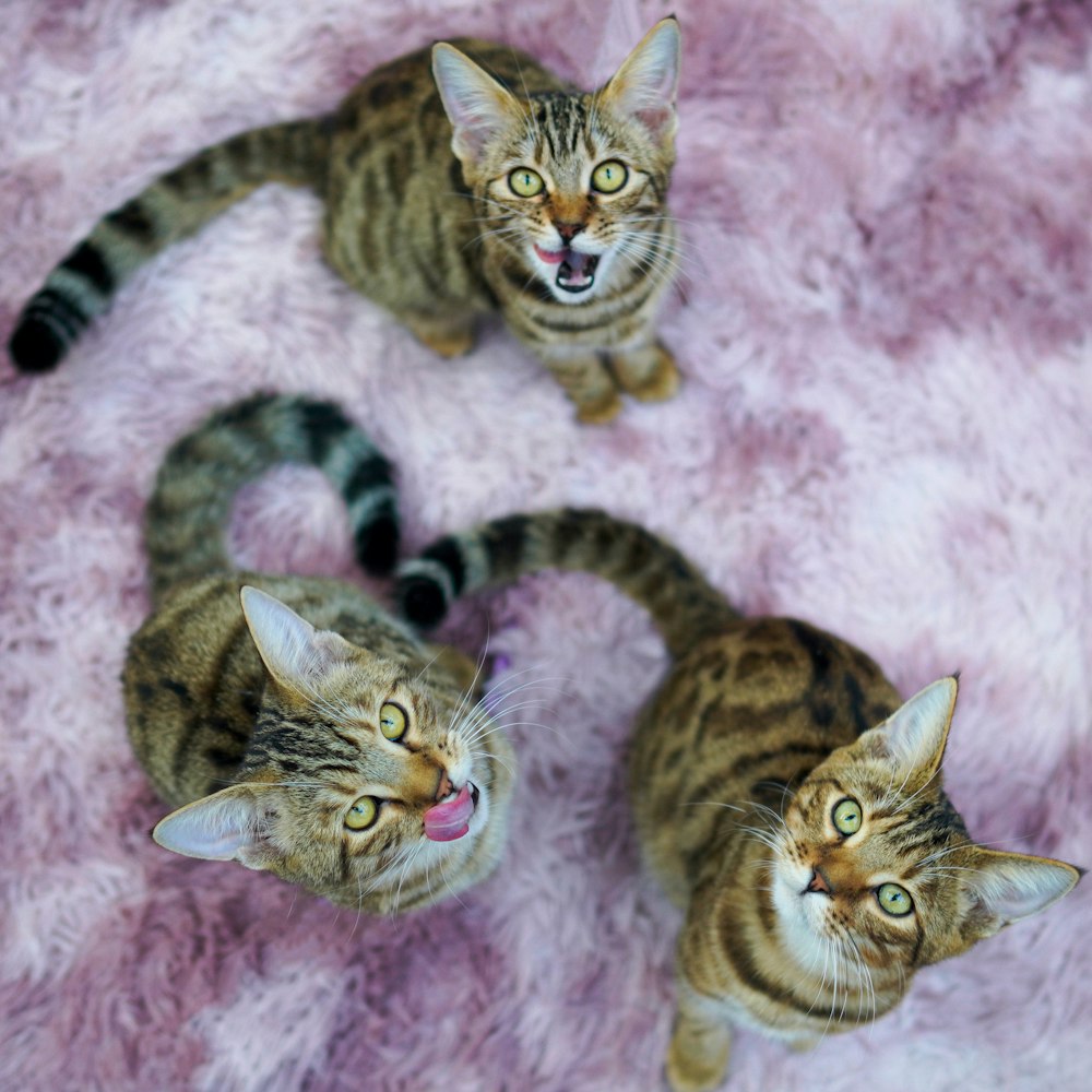 brown tabby cat lying on pink textile
