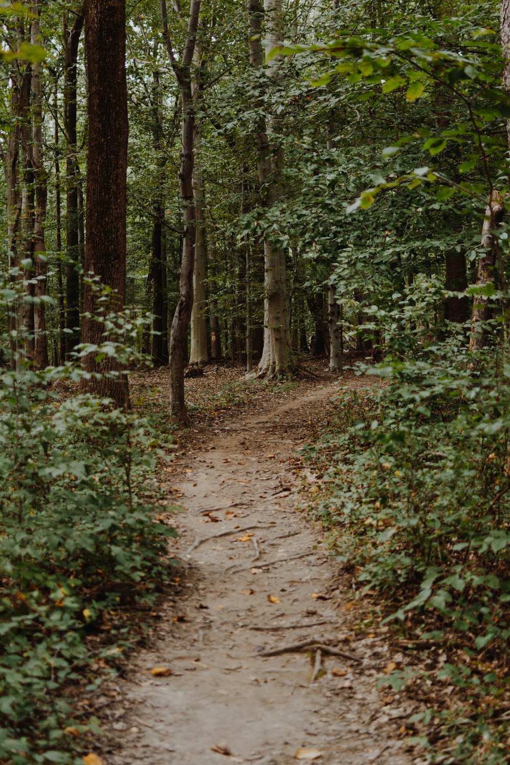 piante a foglia verde sulla foresta durante il giorno