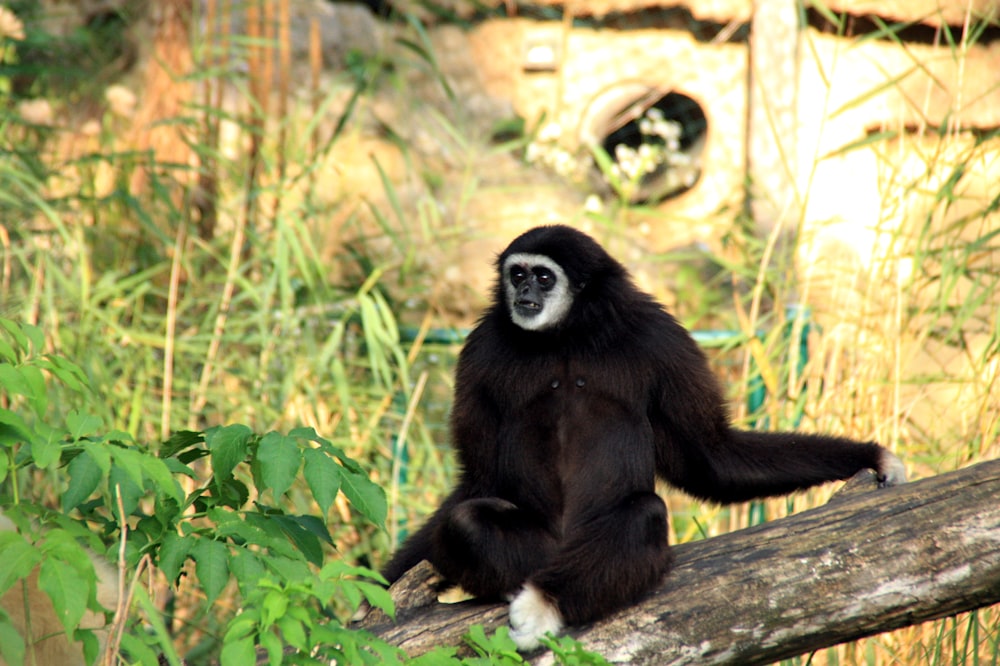 black monkey on brown tree branch during daytime