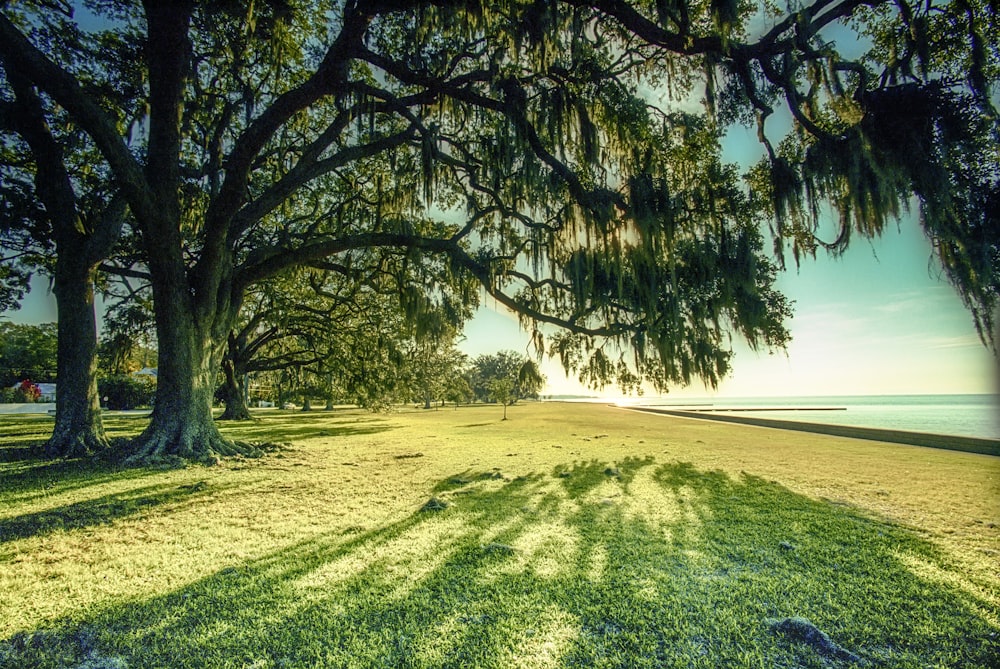 green grass field near body of water during daytime