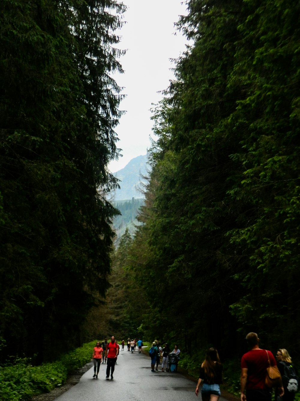 people walking on road near green trees during daytime