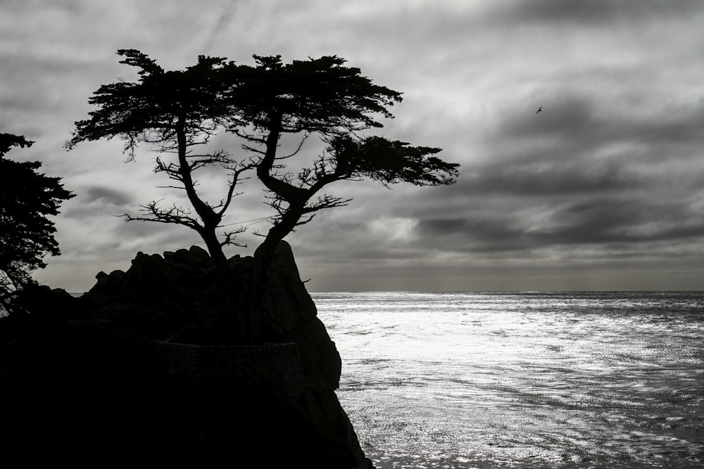 brown tree on brown rock formation near sea during daytime