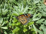 A monarch butterfly with distinct orange, black, and white patterns is perched on a green leafy plant. The background is filled with lush green foliage, contributing to a natural and peaceful setting.