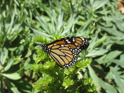 A monarch butterfly with distinct orange, black, and white patterns is perched on a green leafy plant. The background is filled with lush green foliage, contributing to a natural and peaceful setting.