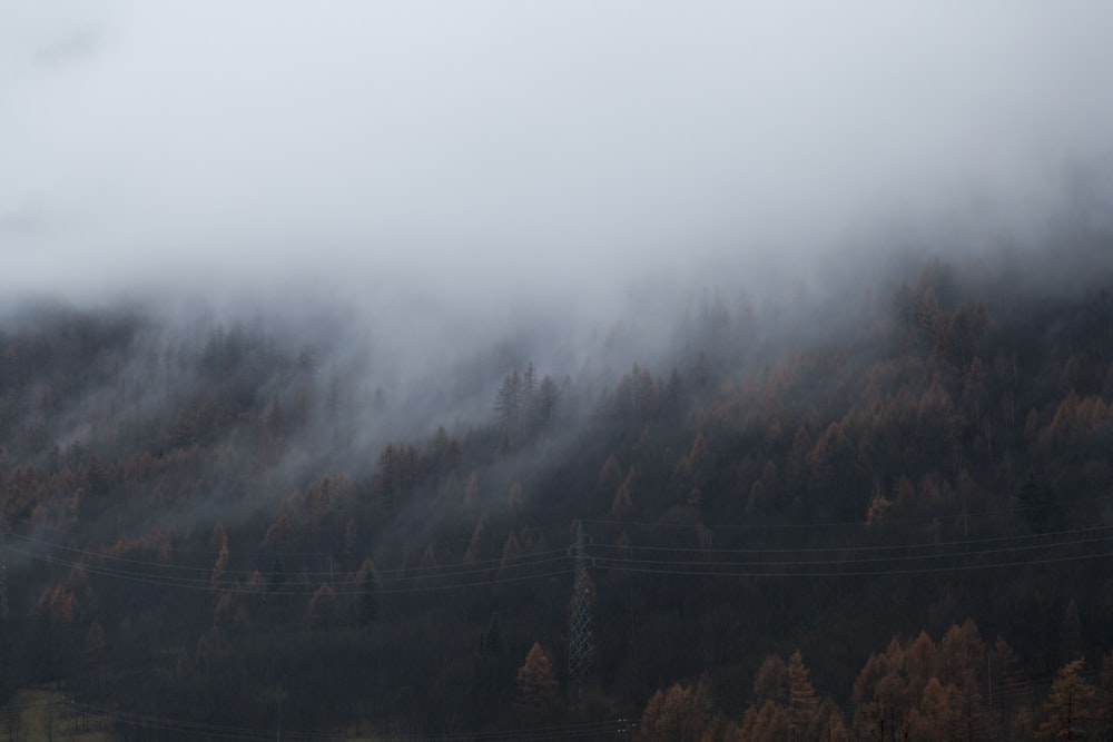 green trees on mountain during foggy day